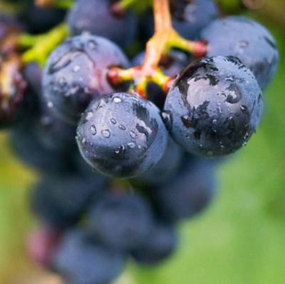 Pinot Noir - Champagne Deneufchatel